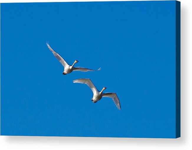 Swan Acrylic Print featuring the photograph Trumpeter Swans 1735 by Michael Peychich