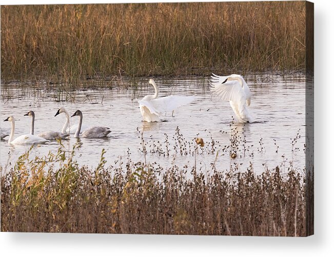Trumpeter Swans Acrylic Print featuring the photograph Trumpeter Swans by Holly Ross