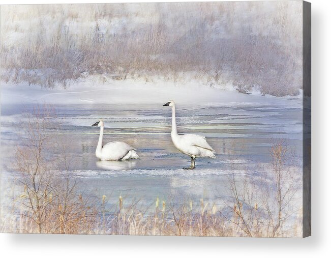 Trumpeter Swan Acrylic Print featuring the photograph Trumpeter Swan's Winter Rest by Jennie Marie Schell