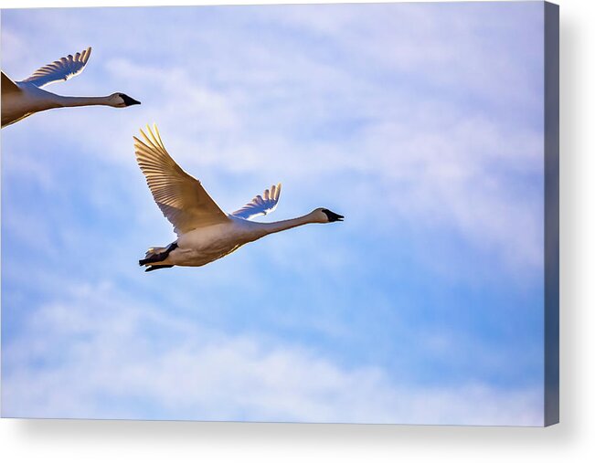 Swans Acrylic Print featuring the photograph Trumpeters in Flight by Penny Meyers