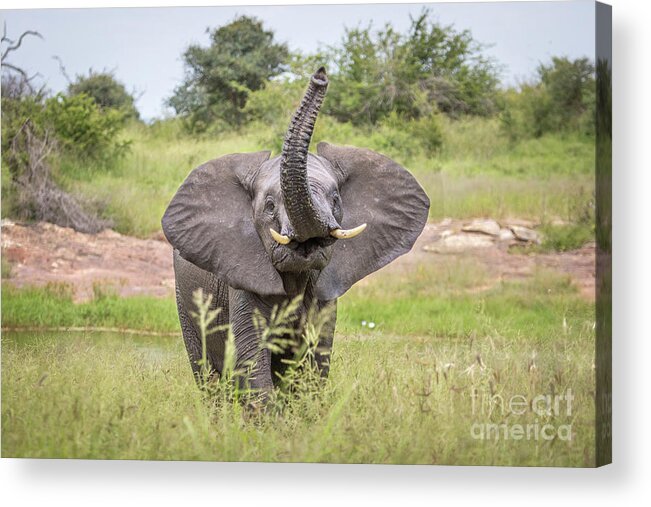 Wildlife Acrylic Print featuring the photograph Trunk up High by Jennifer Ludlum