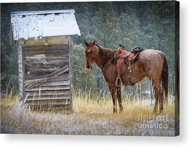 America Acrylic Print featuring the photograph Trusty Horse by Inge Johnsson