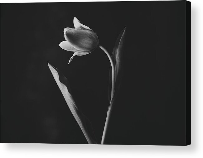 Tulip Acrylic Print featuring the photograph Tulip #0151 by Desmond Manny