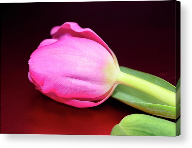 Tulips Acrylic Print featuring the photograph Tulip against Deep Red by Laura Mountainspring