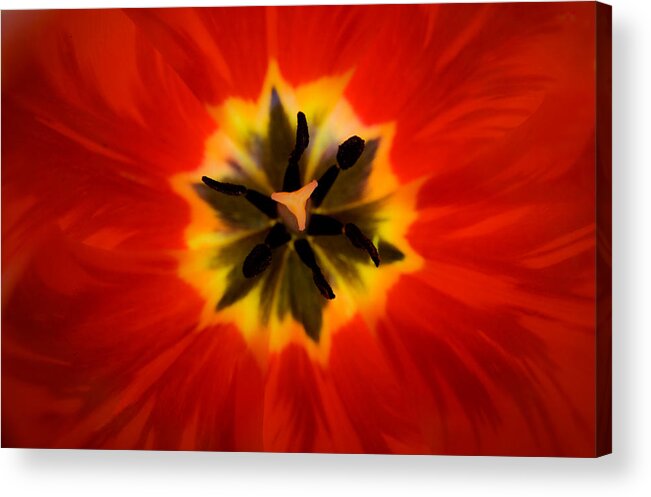 Tulip Acrylic Print featuring the photograph Tulip Explosion Kaleidoscope by Teresa Mucha
