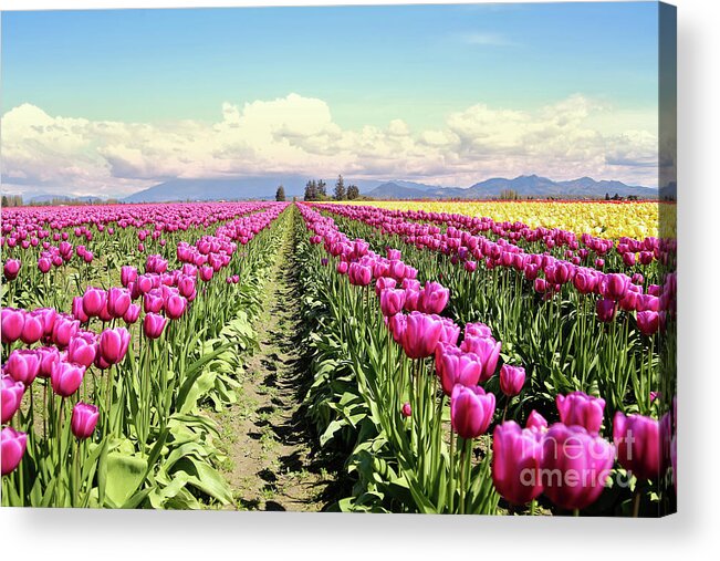 Tulip Acrylic Print featuring the photograph Tulip Field by Sylvia Cook