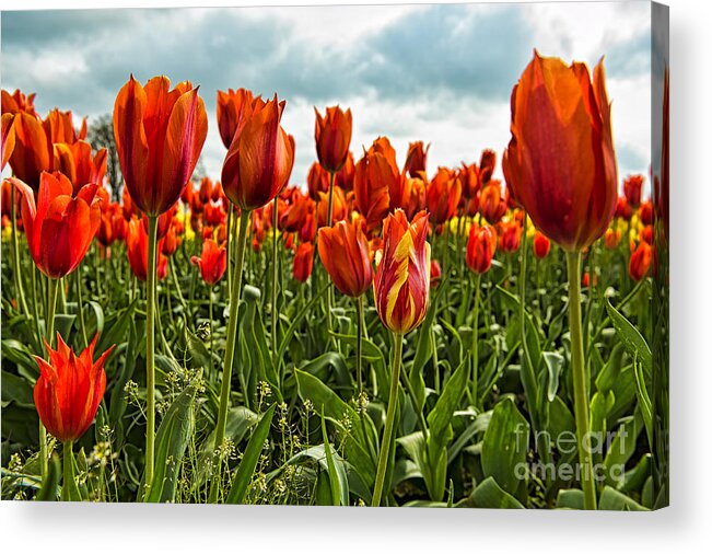 Tulips Acrylic Print featuring the photograph Tulip Flowers by Peter Dang