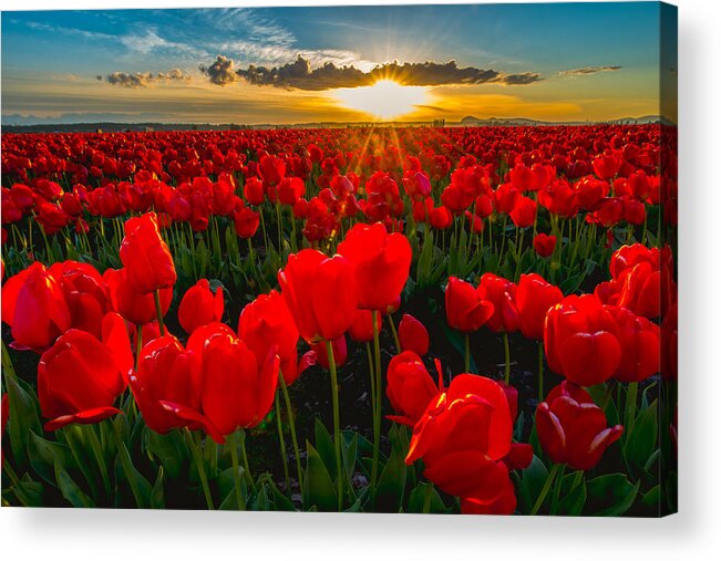 Tulip Acrylic Print featuring the photograph Tulip in Sunset by Hisao Mogi