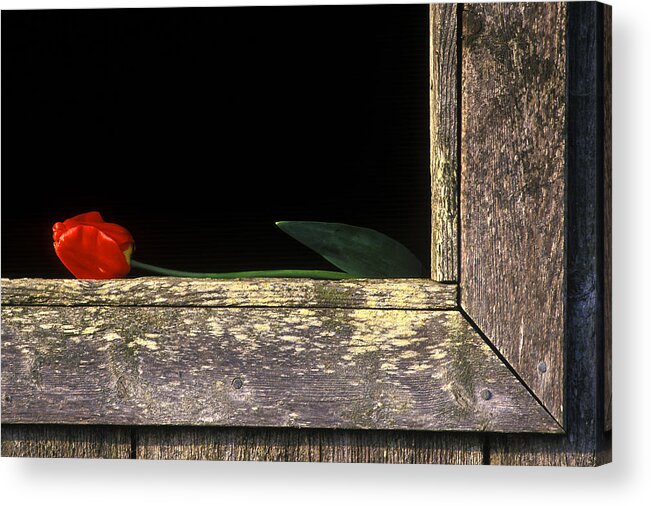 Tulips Acrylic Print featuring the photograph Tulip on window sill by Larry Evensen