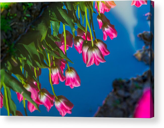 Pink Tulip Acrylic Print featuring the photograph Tulip-water reflection by Hisao Mogi