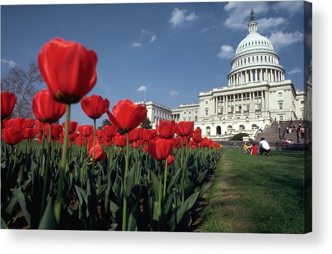 Flowers Acrylic Print featuring the photograph Tulips at the Capitol by Carl Purcell
