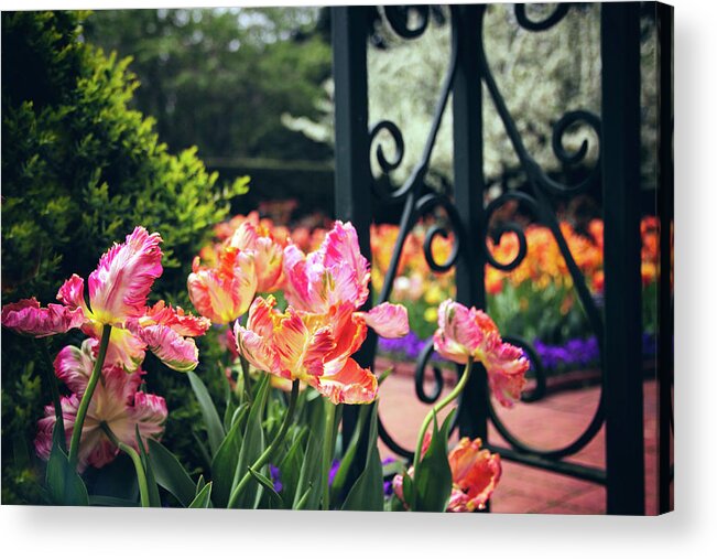 Tulips Acrylic Print featuring the photograph Tulips at the Garden Gate by Jessica Jenney