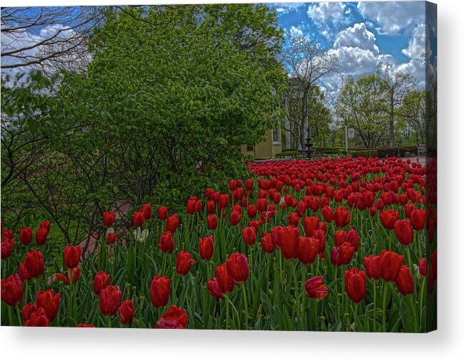 Daniel Houghton Acrylic Print featuring the photograph Tulips by Daniel Houghton