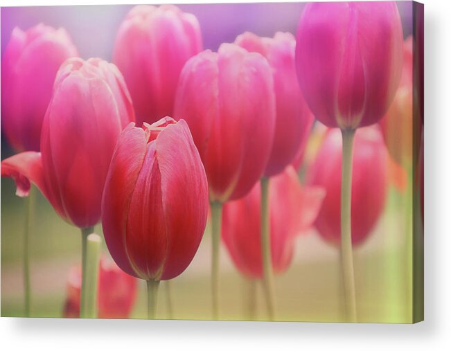 Flower Acrylic Print featuring the photograph Tulips Entwined by Carol Japp
