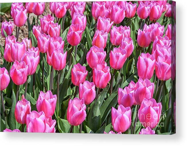 Tulips Acrylic Print featuring the photograph Tulips in pink color by Patricia Hofmeester