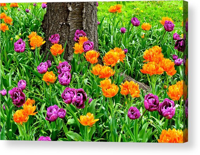 Tulips Acrylic Print featuring the photograph Tulips by Monika Salvan