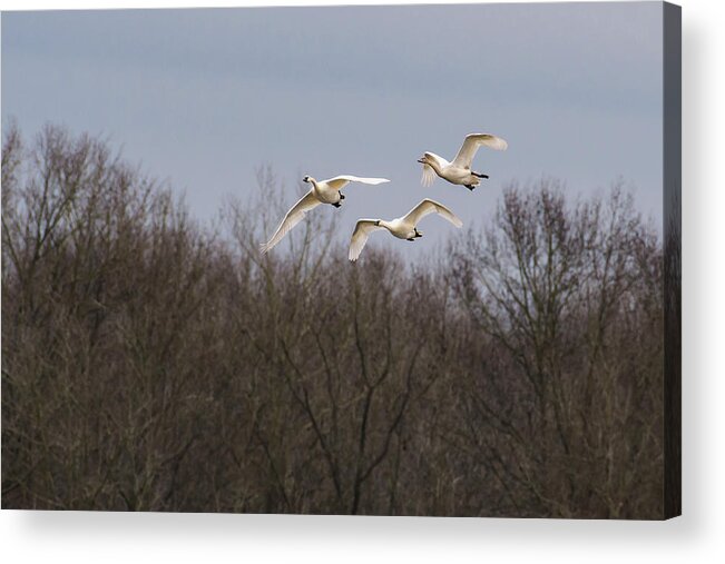 Nature Acrylic Print featuring the photograph Tundra Swan Trio by Donald Brown