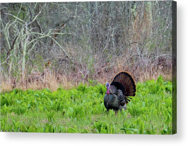 Turkey Acrylic Print featuring the photograph Turkey and Cabbage by Bill Wakeley