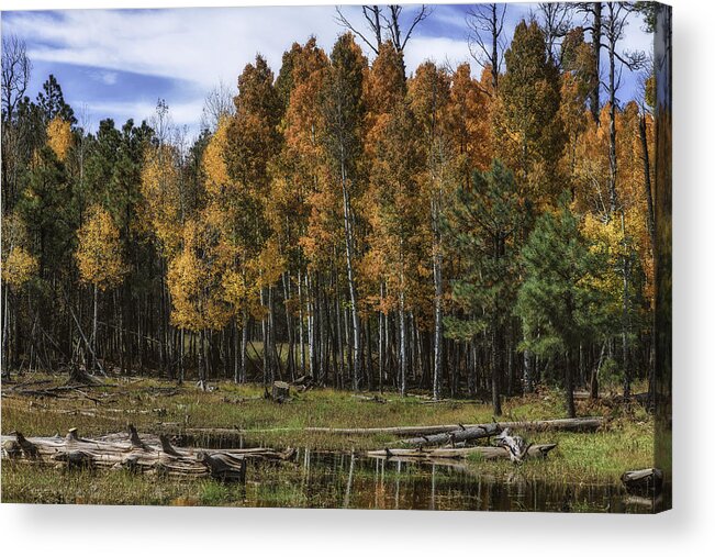 Arizona Acrylic Print featuring the photograph Turning Aspens by Michael Newberry