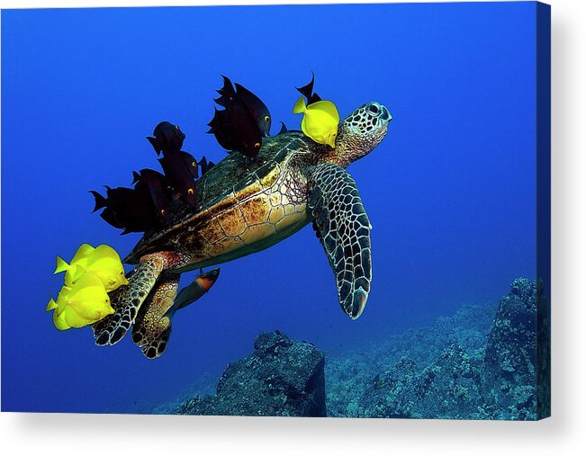 Hawaii Acrylic Print featuring the photograph Turtle grooming by Artesub