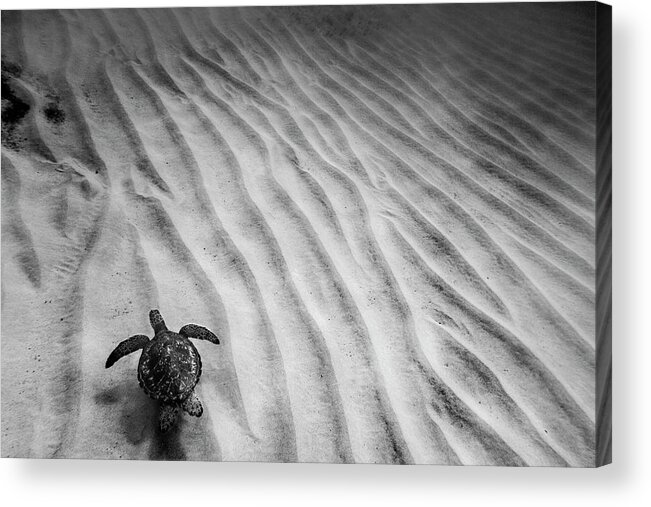 Sea Acrylic Print featuring the photograph Turtle Ridges by Sean Davey