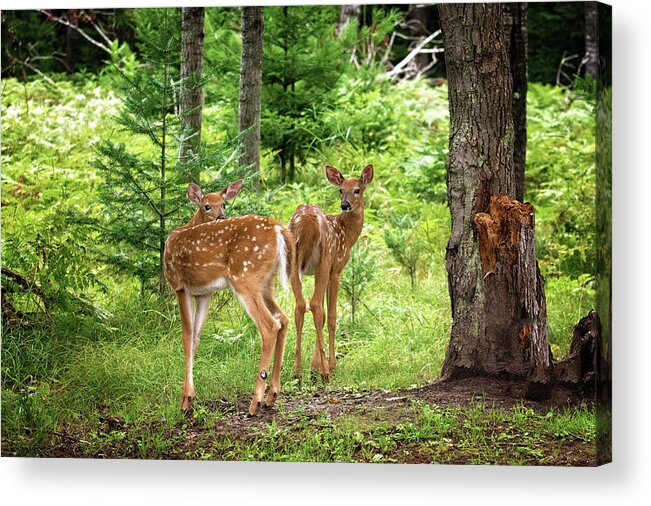 Twin Fawn Print Acrylic Print featuring the photograph Twin Fawns Whitetail Deer Print by Gwen Gibson
