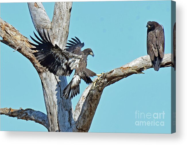  Acrylic Print featuring the photograph Twin joining sibling on the tree by Liz Grindstaff