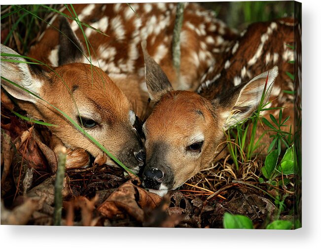 Whitetail Deer Acrylic Print featuring the photograph Twin Newborn Fawns by Michael Dougherty