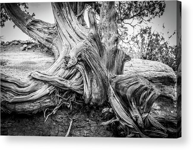 Wisdom Acrylic Print featuring the photograph Twisted by Marilyn Hunt