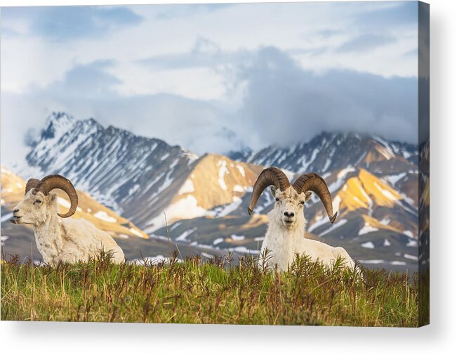 Alaska Acrylic Print featuring the photograph Two Adult Dall Sheep Rams Resting by Michael Jones