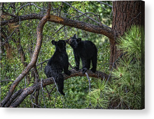 Canada Acrylic Print featuring the photograph Two Bear Cubs Kissing up a Tree by Paul W Sharpe Aka Wizard of Wonders