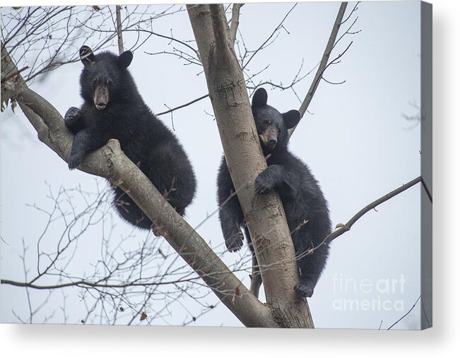 Black Bear Acrylic Print featuring the photograph Two black bears resting in tree by Dan Friend