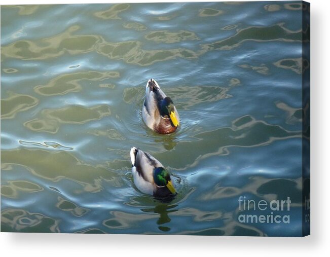 Beak Acrylic Print featuring the photograph Two Brothers by Jean Bernard Roussilhe