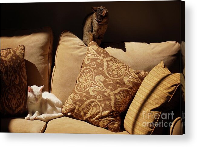 John+kolenberg Acrylic Print featuring the photograph Two Cats by John Kolenberg