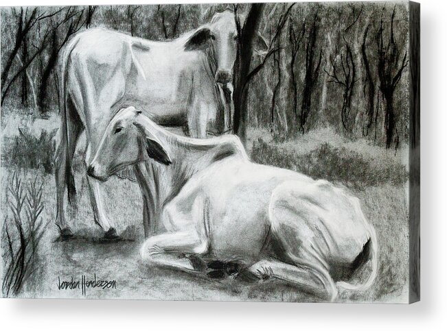 Cows Acrylic Print featuring the drawing Two Cows Resting by Jordan Henderson