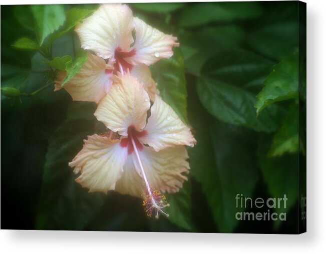 Hibiscus Acrylic Print featuring the photograph Two Flowers by Alice Terrill