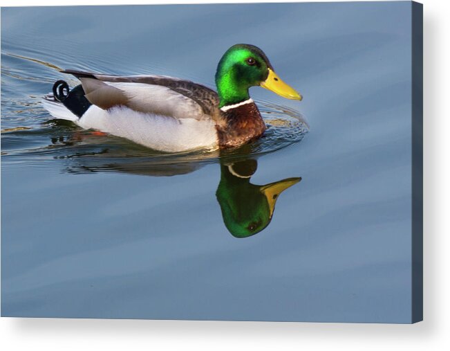 Wildlife Acrylic Print featuring the photograph Two Headed Duck by John Benedict