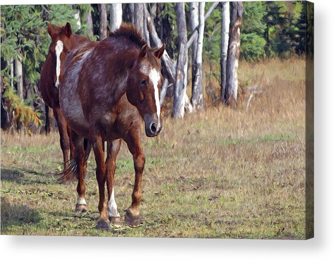 Horses Acrylic Print featuring the photograph Two Horses by Sharon Talson