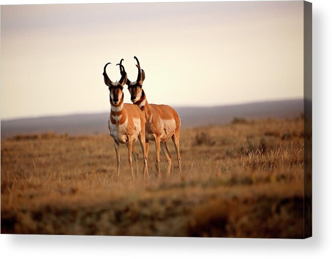 Pronghorn Antelope Acrylic Print featuring the digital art Two male Pronghorn Antelopes in Alberta by Mark Duffy