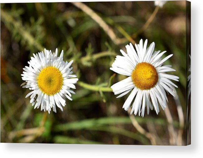 Daisy Acrylic Print featuring the photograph Two of a Kind by Melisa Elliott