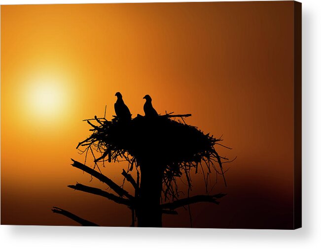 Ospreys Acrylic Print featuring the photograph Two osprey chicks waiting for evening snack by Dan Friend