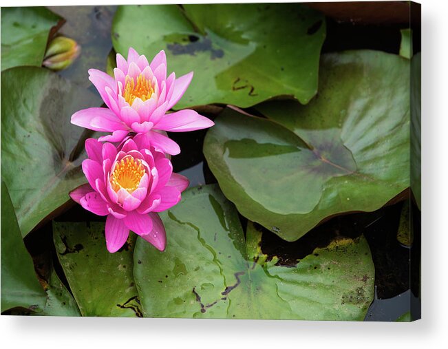 Bloom Acrylic Print featuring the photograph Two Pink Lilies by Dennis Dame