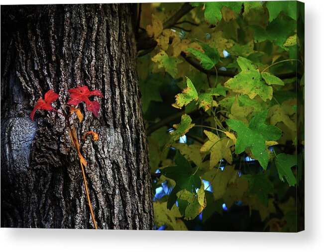 Nature Acrylic Print featuring the photograph Two Red Leaves by Toni Hopper