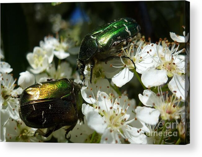 Animals Acrylic Print featuring the photograph Two Scarabs Metallic Green by Jean Bernard Roussilhe