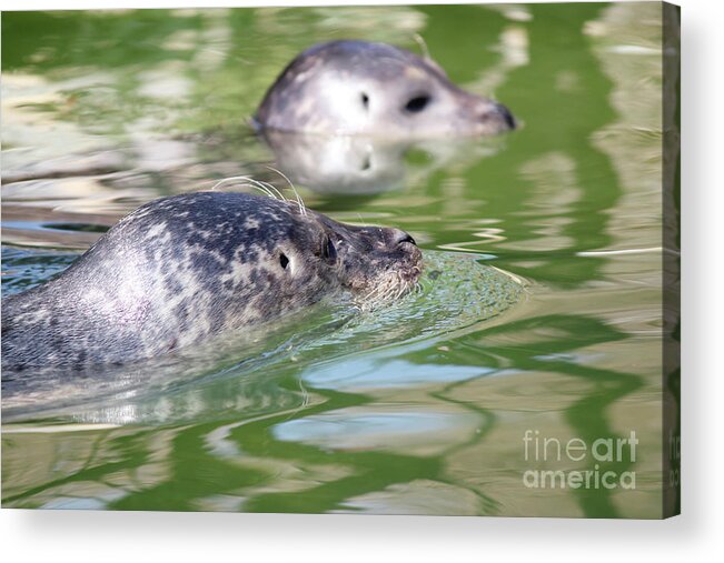 Phoca Acrylic Print featuring the photograph Two Seal Swimming Nature Scene by Goce Risteski