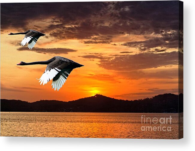 Swans Acrylic Print featuring the photograph Two Swans in Full Flight at Dawn.  by Geoff Childs