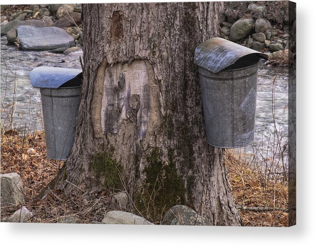 Maple Trees Acrylic Print featuring the photograph Two Syrup Buckets by Tom Singleton