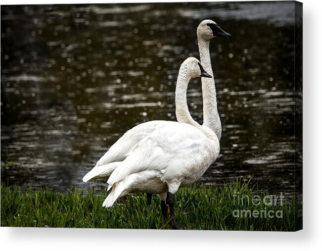 Swan Acrylic Print featuring the photograph Two Trumpter Swans by Robert Bales