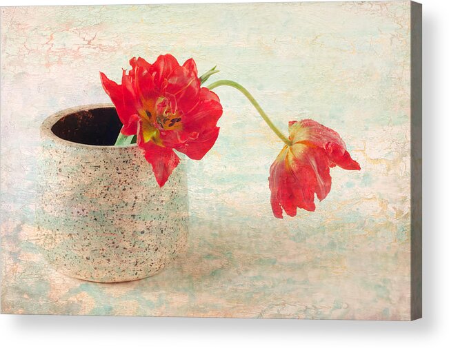 Tulips Acrylic Print featuring the photograph Two Tulips  by Catherine Lau