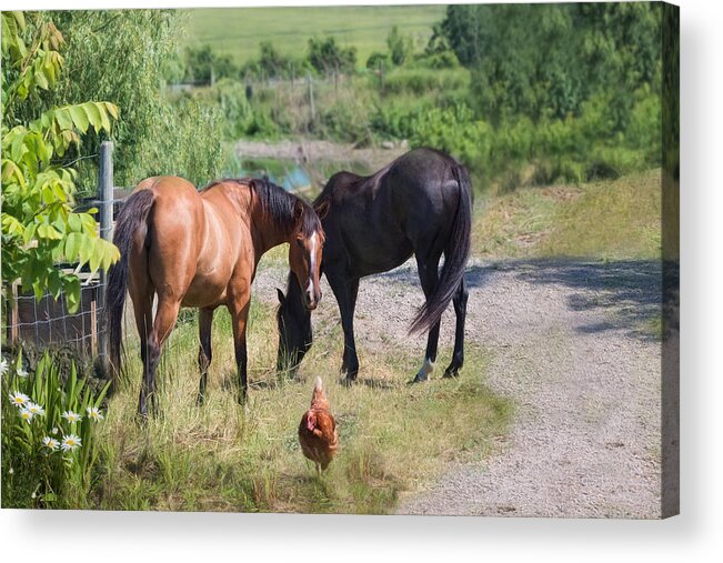 Horse Acrylic Print featuring the photograph Two's Company by Robin-Lee Vieira